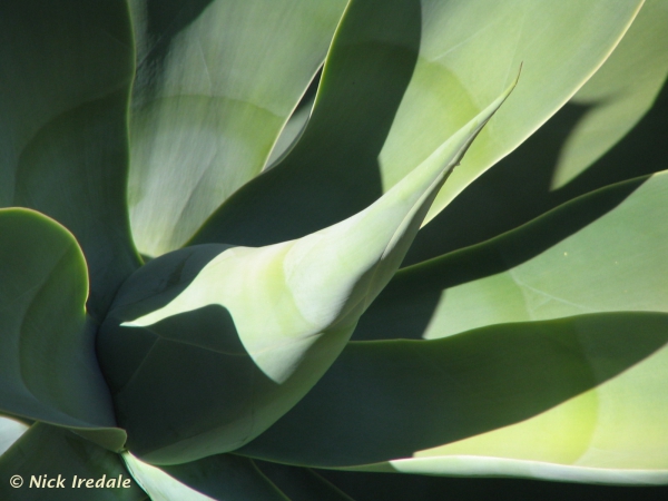 Swan-neck Agave Shoot