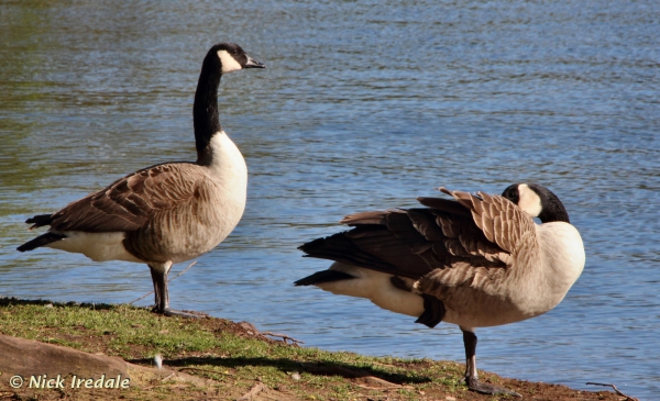 Canada geese, Westport Lake